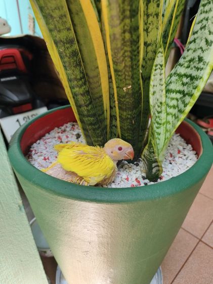 ริงเน็คลูกป้อน Lutino 3 รูปที่ 5