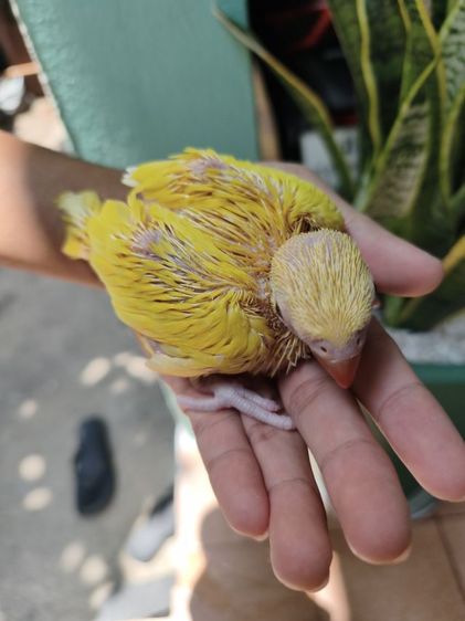 ริงเน็คลูกป้อน Lutino 3 รูปที่ 4