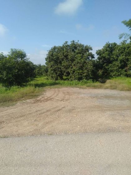 ไม่ใช่ ร้อนเงินขายถูกมีโฉนดเกือบ 7 ไร่ ขายยกแปลงเพียง 1.8 ล้านบาทฟรีโอน รูปที่ 3