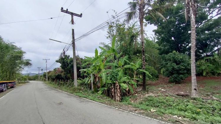 ไม่ใช่ ขายสวยลำไยติดถนนลาดยาง เหมาะทำบ้านสวน ฟาร์มสเตย์ รูปที่ 2