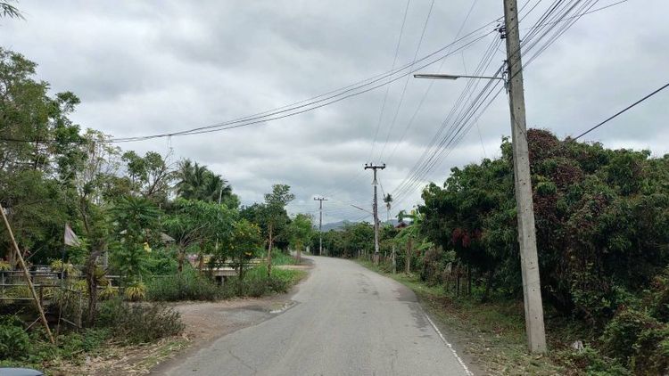 ไม่ใช่ ขายสวยลำไยติดถนนลาดยาง เหมาะทำบ้านสวน ฟาร์มสเตย์ รูปที่ 4