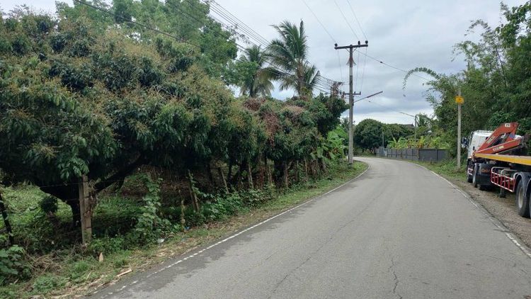 ไม่ใช่ ขายสวยลำไยติดถนนลาดยาง เหมาะทำบ้านสวน ฟาร์มสเตย์ รูปที่ 3