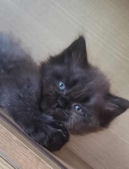 แมวเปอร์เซีย 1 เดือนกว่า รูปที่ 4