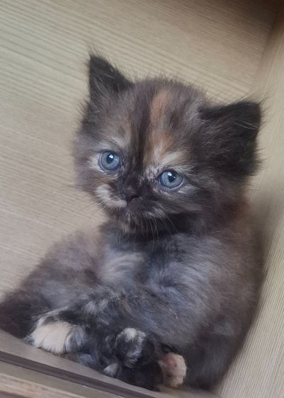 แมวเปอร์เซีย 1 เดือนกว่า รูปที่ 5