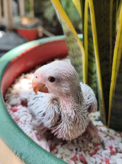 อื่นๆ ริงเน็คลูกป้อน Blue Lacewing 2