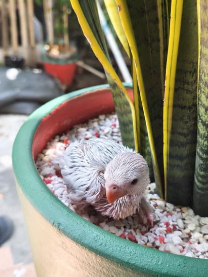 ริงเน็คลูกป้อน Blue Lacewing 2 รูปที่ 2