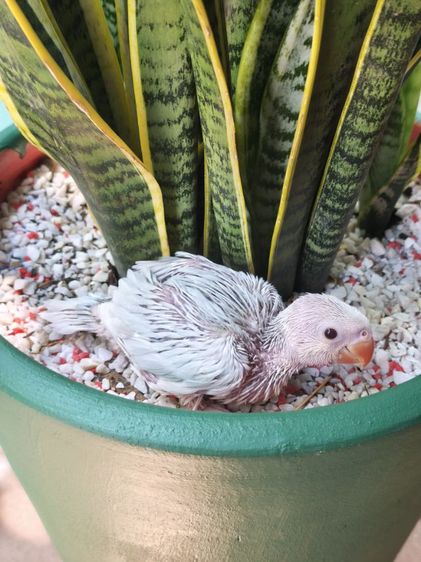 ริงเน็คลูกป้อน Blue Lacewing 2 รูปที่ 6