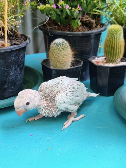 ริงเน็คลูกป้อน Blue Lacewing 2 รูปที่ 7