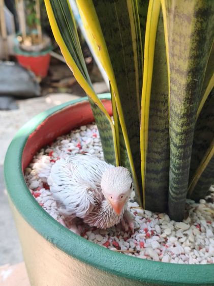 ริงเน็คลูกป้อน Blue Lacewing 2 รูปที่ 4