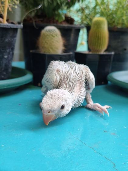 ริงเน็คลูกป้อน Blue Lacewing 2 รูปที่ 9