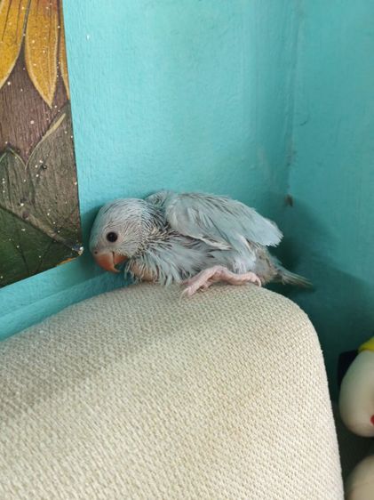 ริงเน็คลูกป้อน Blue Lacewing 3 รูปที่ 3