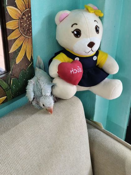 ริงเน็คลูกป้อน Blue Lacewing 3 รูปที่ 7