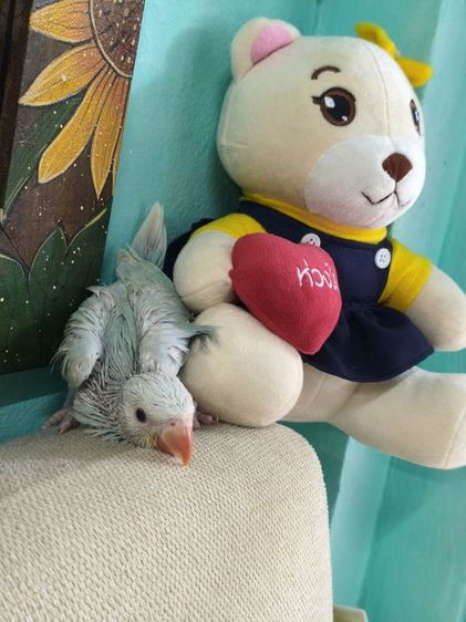 ริงเน็คลูกป้อน Blue Lacewing 3 รูปที่ 4