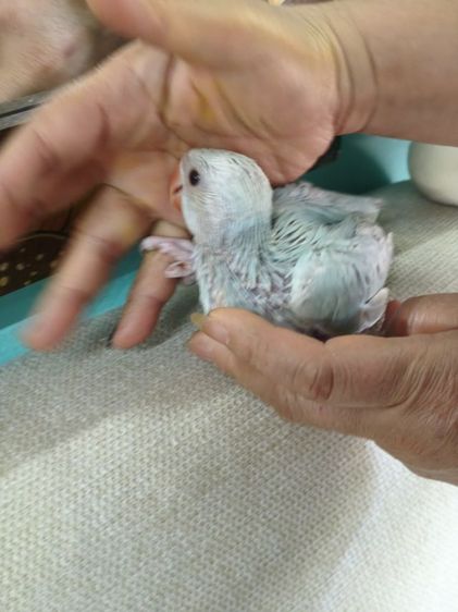 ริงเน็คลูกป้อน Blue Lacewing 3 รูปที่ 6