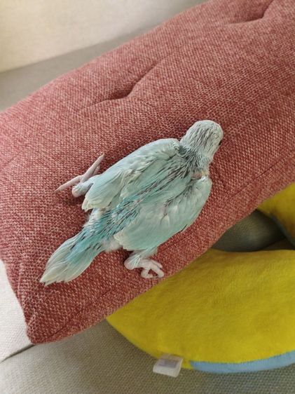 ริงเน็คลูกป้อน Blue Lacewing 3 รูปที่ 5