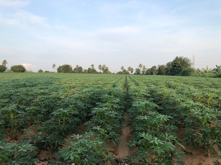 ไม่ใช่ ขายด่วยที่ดินเปล่า ใกล้มอร์เตอร์เวย์  รูปที่ 4