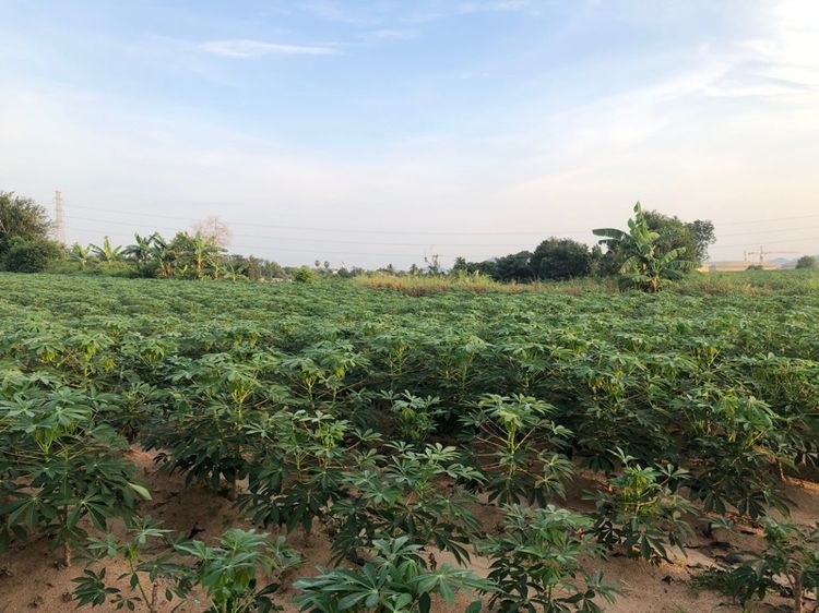 ไม่ใช่ ขายด่วยที่ดินเปล่า ใกล้มอร์เตอร์เวย์  รูปที่ 3