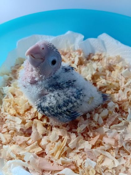 กรีนชีค บลูพายแอปเปิ้ล