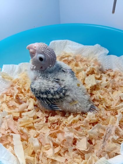 บลูพายแอปเปิ้ล รูปที่ 3