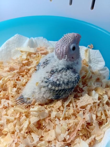 บลูพายแอปเปิ้ล รูปที่ 2