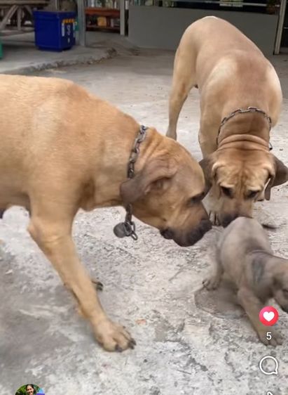 อื่นๆ ใหญ่ ลูกฟิล่า 