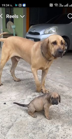 ลูกฟิล่า  รูปที่ 9