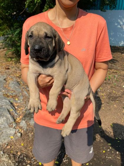 ลูกฟิล่า  รูปที่ 3