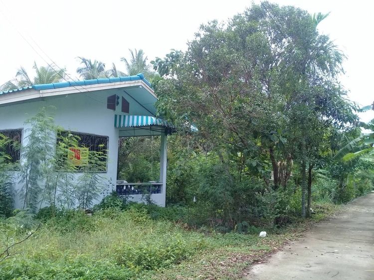 มีบางส่วน ขายบ้านชั้นเดียวพร้อมที่ดิน อ.ปากพนัง จ.นครศรีธรรมราช พร้อมเข้าอยู่ ทำเลดี ใกล้กรมชลประทาน  รูปที่ 3
