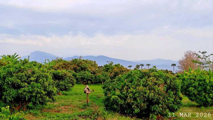 ไม่ใช่ เจ้าของขายเอง สวนลำไยแปลงเล็กวิวดอยอินทนนท์ ห่างทางหลวงเพียง 70 เมตร รูปที่ 2