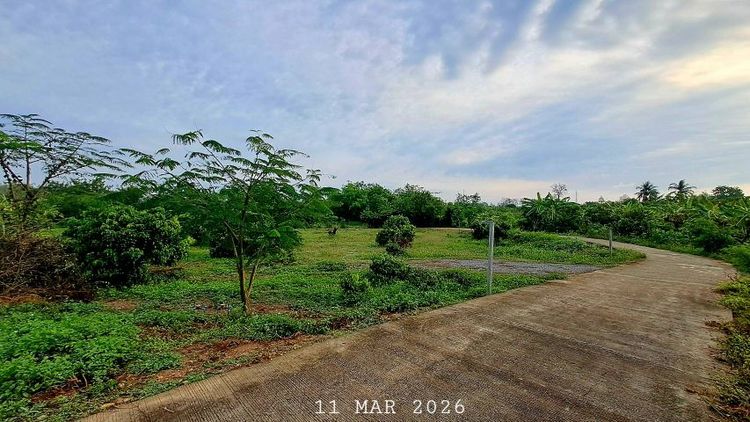ไม่ใช่ เจ้าของขายเอง สวนลำไยแปลงเล็กวิวดอยอินทนนท์ ห่างทางหลวงเพียง 70 เมตร รูปที่ 4