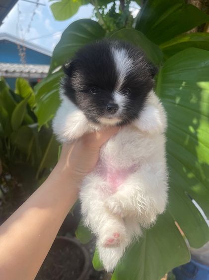 ปอมแท้ รูปที่ 5