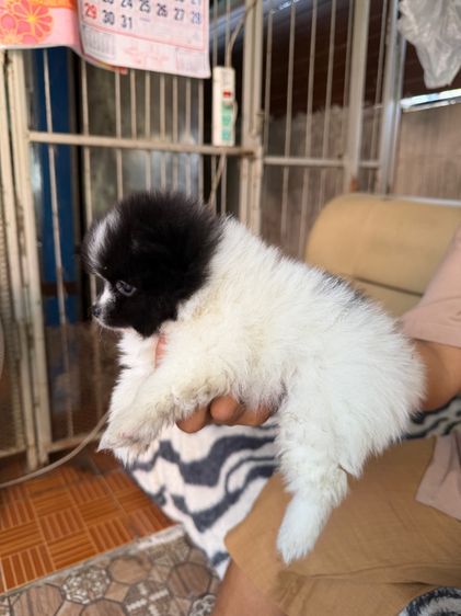 ปอมแท้ รูปที่ 3