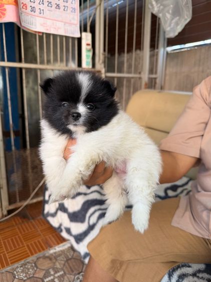 ปอมแท้ รูปที่ 2