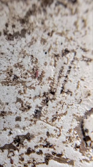 พระสมเด็จ วัดระฆัง บางขุนพรหม วัดเกศไชโย หลวงปู่ภู หลวงปู่นาค รูปที่ 6