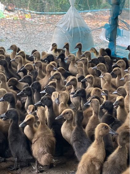 ลูกเป็ดไทย