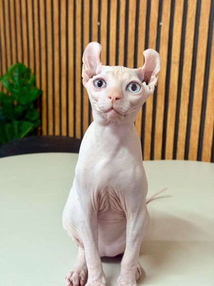 สฟิงซ์ (Sphynx) แมวสฟิงซ์ หูพลิก เพศผู้