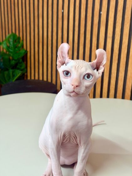 แมวสฟิงซ์ หูพลิก เพศผู้ รูปที่ 4