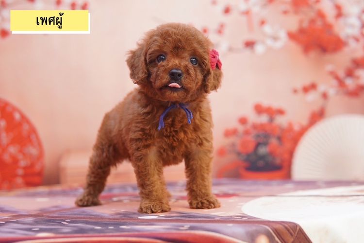 พุดเดิ้ลทอย สีน้ำตาล รูปที่ 2