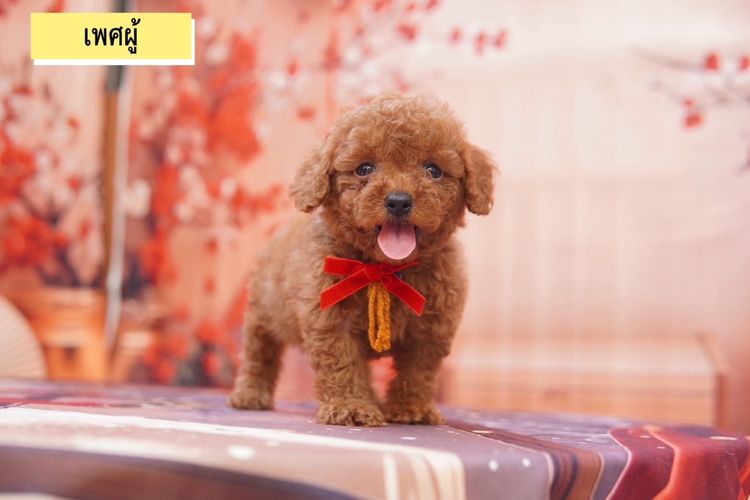 พุดเดิ้ลทอย สีน้ำตาล