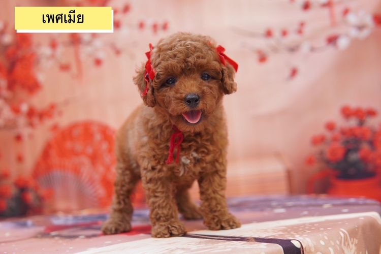 พุดเดิ้ลทอย สีน้ำตาล รูปที่ 4
