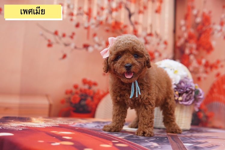 พุดเดิ้ลทอย สีน้ำตาล รูปที่ 5