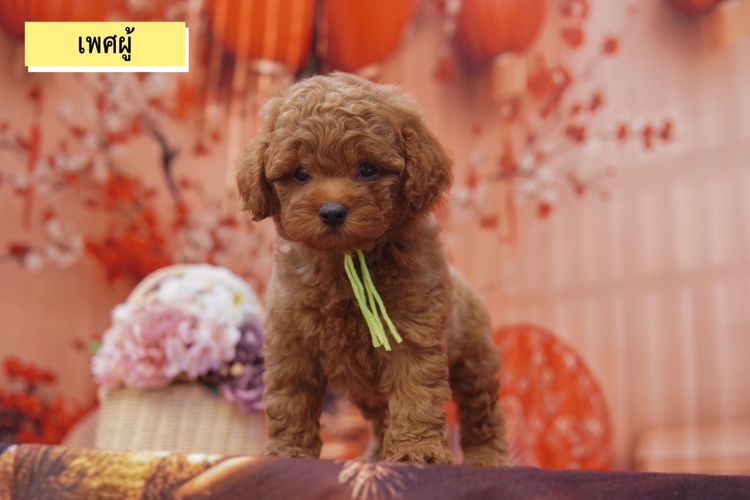 พุดเดิ้ลทอย สีน้ำตาล รูปที่ 7