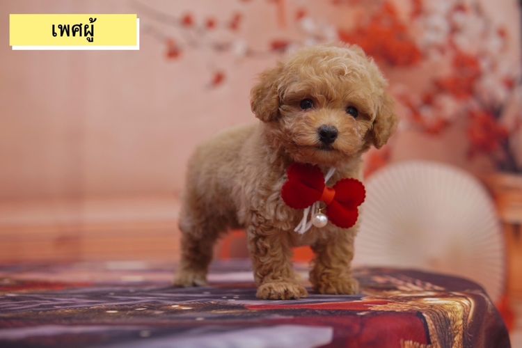 พุดเดิ้ลทอย สีน้ำตาล รูปที่ 8