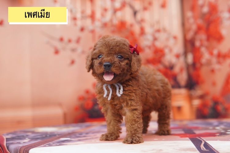 พุดเดิ้ลทอย สีน้ำตาล รูปที่ 3