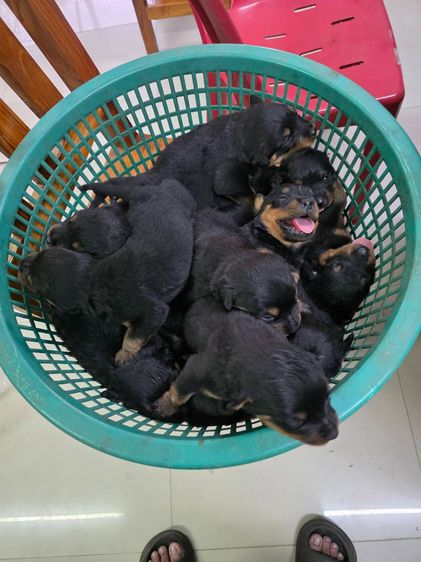 ลูกร็อตไวเลอร์เกรดสวย พ่อมีใบเพ็ดดีกรี กะโหลกโต สต๊อปหน้าสวย โครงสร้างใหญ่ จาก kankarnclub มีจัดส่งทั่วประเทศ(กันย์เจ้าเก่าครับ)   รูปที่ 12