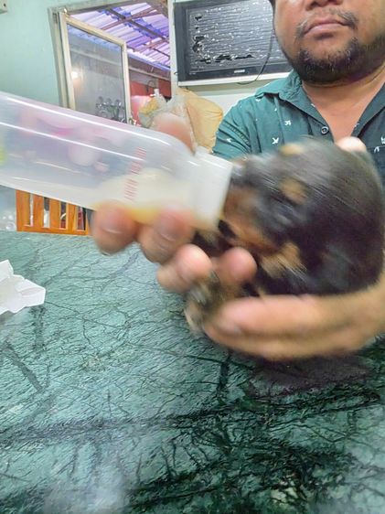 ลูกร็อตไวเลอร์เกรดสวย พ่อมีใบเพ็ดดีกรี กะโหลกโต สต๊อปหน้าสวย โครงสร้างใหญ่ จาก kankarnclub มีจัดส่งทั่วประเทศ(กันย์เจ้าเก่าครับ)   รูปที่ 9