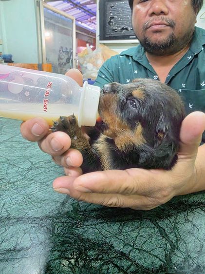 ลูกร็อตไวเลอร์เกรดสวย พ่อมีใบเพ็ดดีกรี กะโหลกโต สต๊อปหน้าสวย โครงสร้างใหญ่ จาก kankarnclub มีจัดส่งทั่วประเทศ(กันย์เจ้าเก่าครับ)   รูปที่ 7