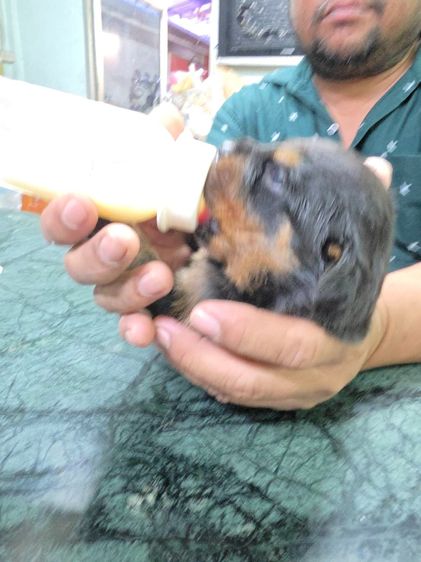 ลูกร็อตไวเลอร์เกรดสวย พ่อมีใบเพ็ดดีกรี กะโหลกโต สต๊อปหน้าสวย โครงสร้างใหญ่ จาก kankarnclub มีจัดส่งทั่วประเทศ(กันย์เจ้าเก่าครับ)   รูปที่ 6