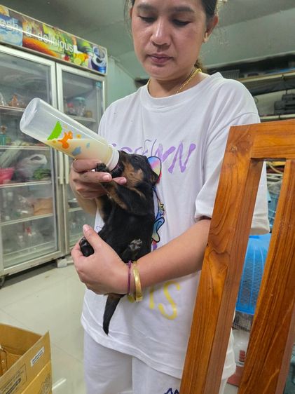 ลูกร็อตไวเลอร์เกรดสวย พ่อมีใบเพ็ดดีกรี กะโหลกโต สต๊อปหน้าสวย โครงสร้างใหญ่ จาก kankarnclub มีจัดส่งทั่วประเทศ(กันย์เจ้าเก่าครับ)   รูปที่ 8