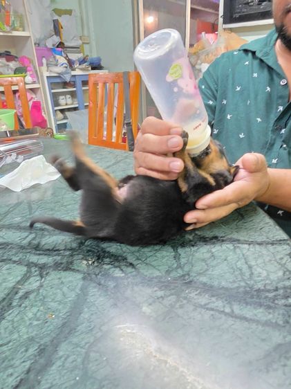 ลูกร็อตไวเลอร์เกรดสวย พ่อมีใบเพ็ดดีกรี กะโหลกโต สต๊อปหน้าสวย โครงสร้างใหญ่ จาก kankarnclub มีจัดส่งทั่วประเทศ(กันย์เจ้าเก่าครับ)   รูปที่ 4